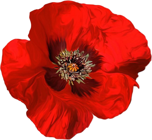 amapola